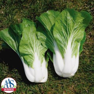 Bopak Pak Choi Thumbnail